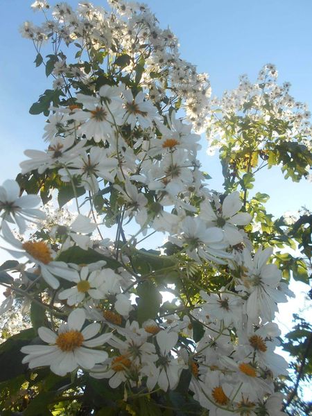 ENTRE FLORES